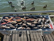 Fishing in Clearwater, Florida