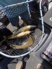 Fishing in Branson, Missouri