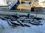 Fishing in Delacroix, Louisiana