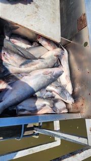 Fishing in Chouteau, Oklahoma