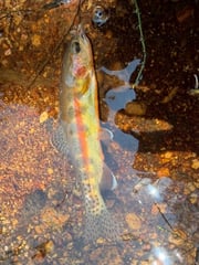Fishing in Bishop, California