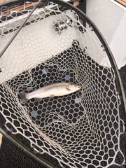 Fishing in Heber Springs, Arkansas