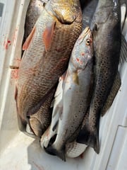Fishing in New Orleans, Louisiana