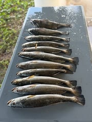 Fishing in Corpus Christi, Texas