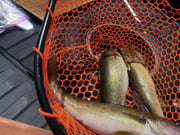 Fishing in Branson, Missouri