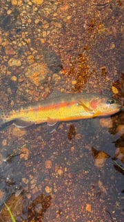 Fishing in Bishop, California