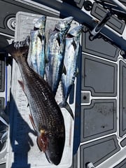 Fishing in Lakeland, Florida