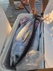Fishing in Clearwater, Florida