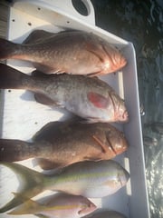 Fishing in Fort Myers Beach, Florida