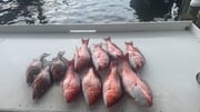 Fishing in Gulf Shores, Alabama