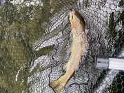 Fishing in Florence, Oregon