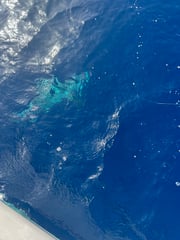 Fishing in Riviera Beach, Florida