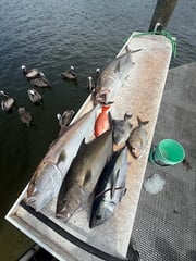 Fishing in Stuart, Florida