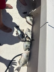 Fishing in Cedar Island, North Carolina