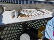 Fishing in Corpus Christi, Texas