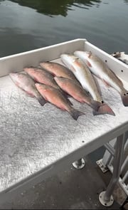 Fishing in Sarasota, Florida