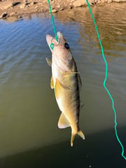Fishing in Bee Branch, Arkansas