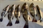 Black Drum, Speckled Trout Fishing in South Padre Island, Texas