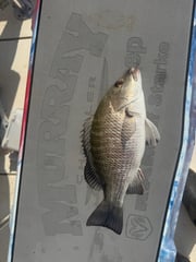 Fishing in Jacksonville, Florida