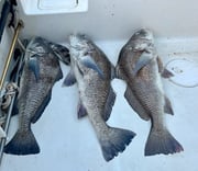 Fishing in D'Iberville, Mississippi