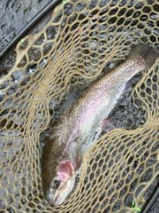 Fishing in Broken Bow, Oklahoma