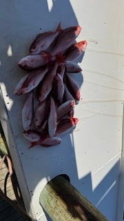 Fishing in Gulf Shores, Alabama