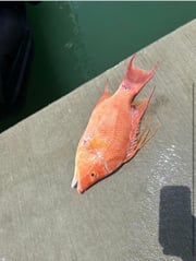 Fishing in Miami, Florida