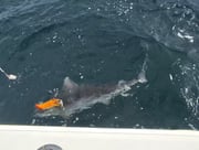 Fishing in Freeport, New York