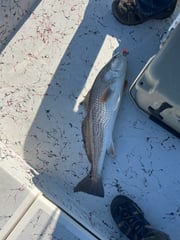 Fishing in South Padre Island, Texas