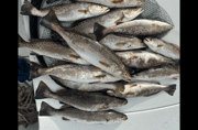 Fishing in New Orleans, Louisiana