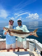 Cobia Fishing in Biloxi, Mississippi