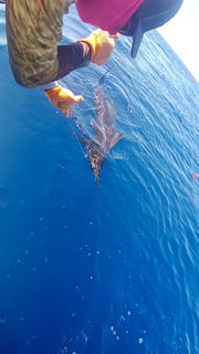 Fishing in Quepos, Costa Rica