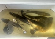 Flounder, Speckled Trout Fishing in Bolivar Peninsula, Texas