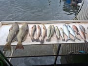 Fishing in Crystal River, Florida
