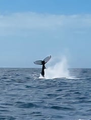 Fishing in Sandys, Bermuda