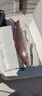 Fishing in Panama City Beach, Florida