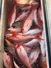 Fishing in Panama City, Florida