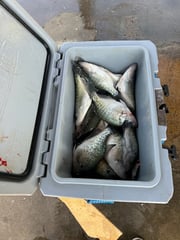 Fishing in Grenada, Mississippi