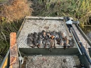Gadwall Hunting in Delacroix, Louisiana
