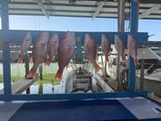 Fishing in Galveston, Texas