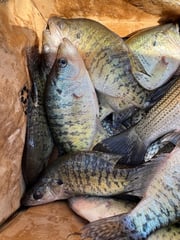 Fishing in Osage Beach, Missouri