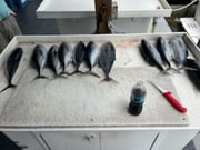 Fishing in Tavernier, Florida