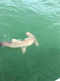 Fishing in Cape Coral
