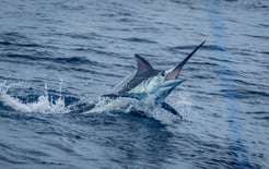 Fishing in Puerto Jiménez