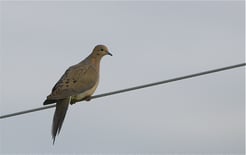 Hunting in Aransas Pass