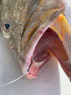 Fishing in Key West