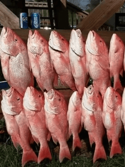 Fishing in Grand Isle