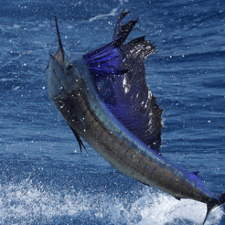 Fishing in Tierra Verde