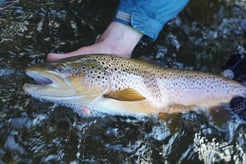 Fishing in South Boardman