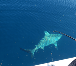 Fishing in Key Largo